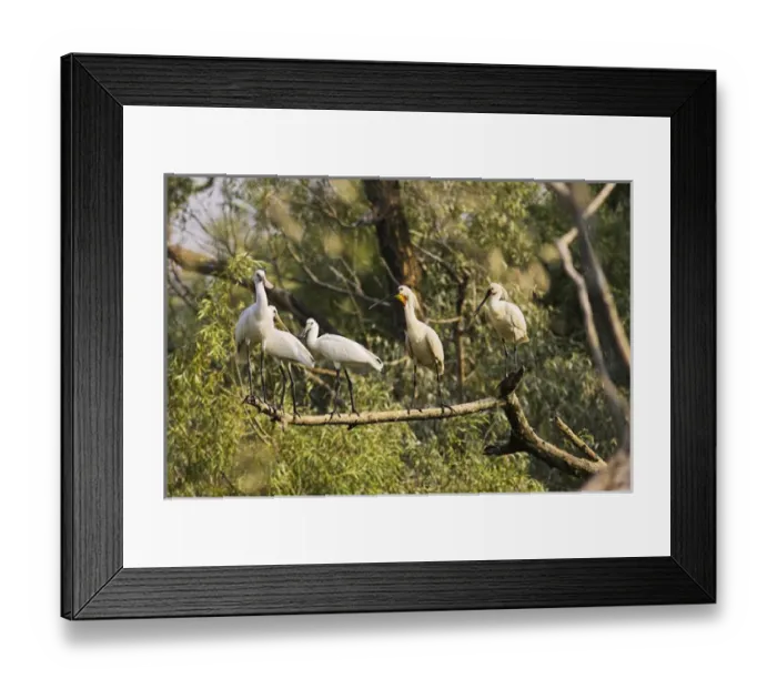 Framed Print : Eurasian spoonbill or common spoonbill (Platalea leucorodia) in the wetlands of the Danube Delta Framed Print : Eurasian spoonbill or common spoonbill (Platalea leucorodia) in the wetlands of the Danube Delta