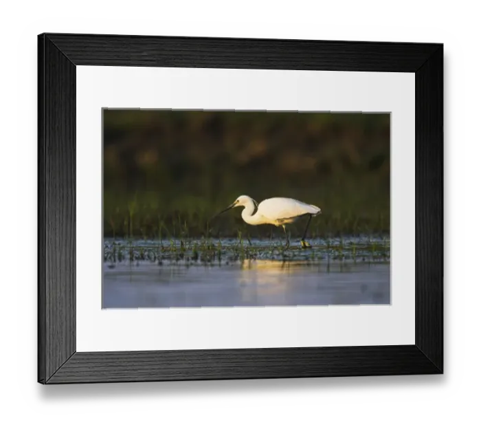 Framed Print : Little Egret (Egretta garzetta) in the Danube Delta Europe, Eastern Europe, Romania Framed Print : Little Egret (Egretta garzetta) in the Danube Delta Europe, Eastern Europe, Romania