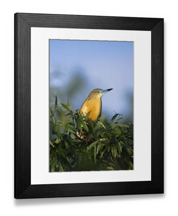 Framed Print : Squacco Heron (Ardeola ralloides) in the Danube Delta Europe, Eastern Europe, Romania