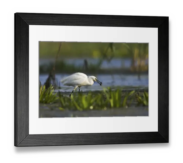 Framed Print : Little Egret (Egretta garzetta) in the Danube Delta, with larvae of dragonfly in beak