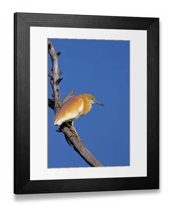 Framed Print : Squacco Heron (Ardeola ralloides) in the Danube Delta Europe, Eastern Europe, Romania Framed Print : Squacco Heron (Ardeola ralloides) in the Danube Delta Europe, Eastern Europe, Romania