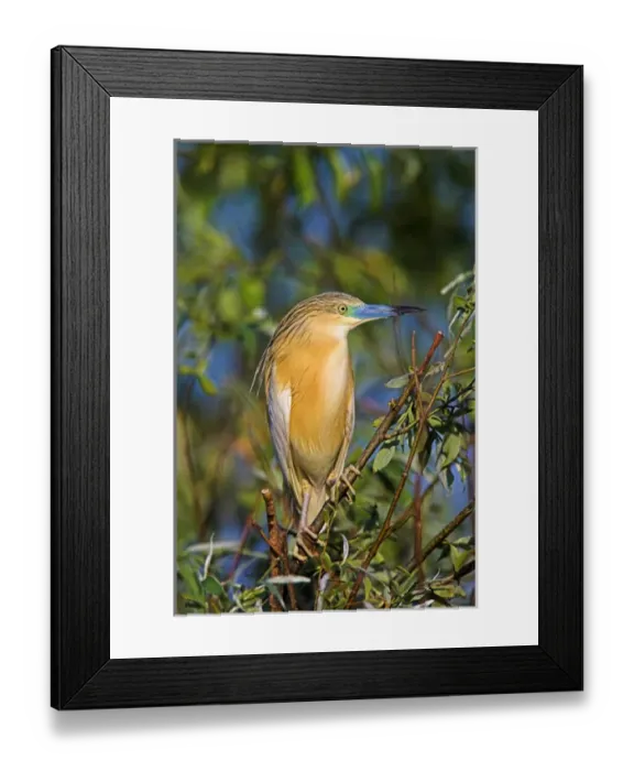 Framed Print : Squacco Heron (Ardeola ralloides) in the Danube Delta Europe, Eastern Europe, Romania