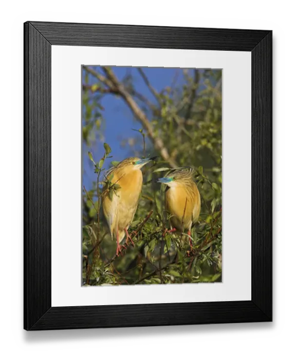 Framed Print : Squacco Heron (Ardeola ralloides) in the Danube Delta pair Europe, Eastern Europe Framed Print : Squacco Heron (Ardeola ralloides) in the Danube Delta pair Europe, Eastern Europe