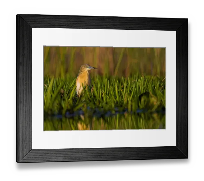 Framed Print : Squacco Heron (Ardeola ralloides) in the Danube Delta Europe, Eastern Europe, Romania