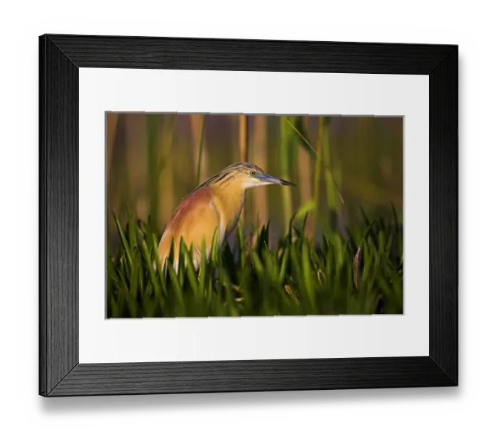 Framed Print : Squacco Heron (Ardeola ralloides) in the Danube Delta Europe, Eastern Europe, Romania Framed Print : Squacco Heron (Ardeola ralloides) in the Danube Delta Europe, Eastern Europe, Romania