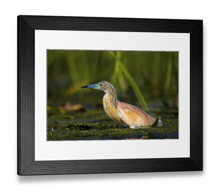 Framed Print : Squacco Heron (Ardeola ralloides) in the Danube Delta Europe, Eastern Europe, Romania