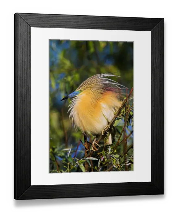 Framed Print : Squacco Heron (Ardeola ralloides) in the Danube Delta Europe, Eastern Europe, Romania