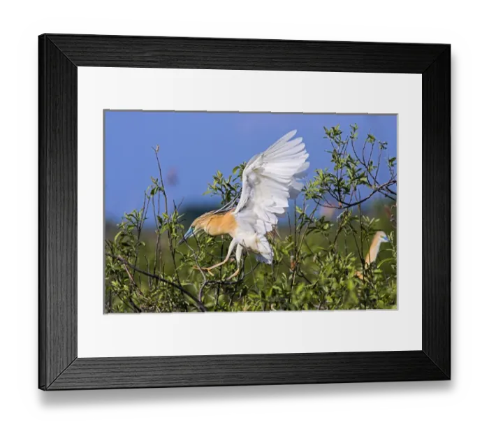Framed Print : Squacco Heron (Ardeola ralloides) in the Danube Delta in flight Europe, Eastern Europe Framed Print : Squacco Heron (Ardeola ralloides) in the Danube Delta in flight Europe, Eastern Europe