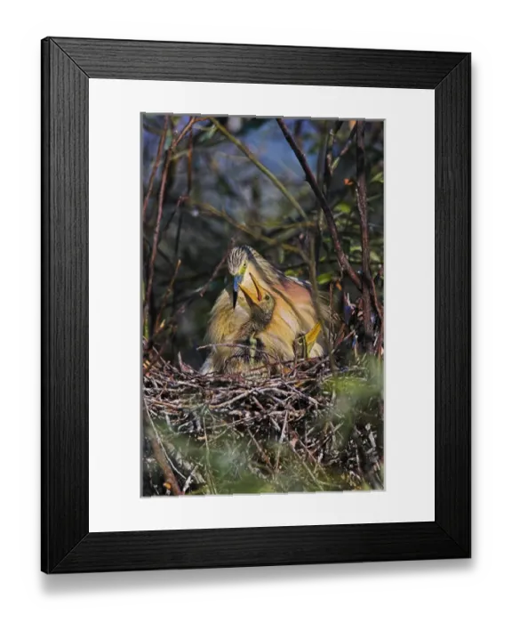 Framed Print : Squacco Heron (Ardeola ralloides) in the Danube Deltanest with parents Europe, Eastern Europe