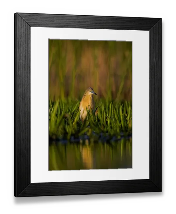 Framed Print : Squacco Heron (Ardeola ralloides) in the Danube Delta Europe, Eastern Europe, Romania Framed Print : Squacco Heron (Ardeola ralloides) in the Danube Delta Europe, Eastern Europe, Romania