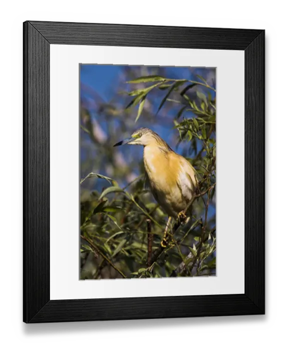Framed Print : Squacco Heron (Ardeola ralloides) in the Danube Delta Europe, Eastern Europe, Romania