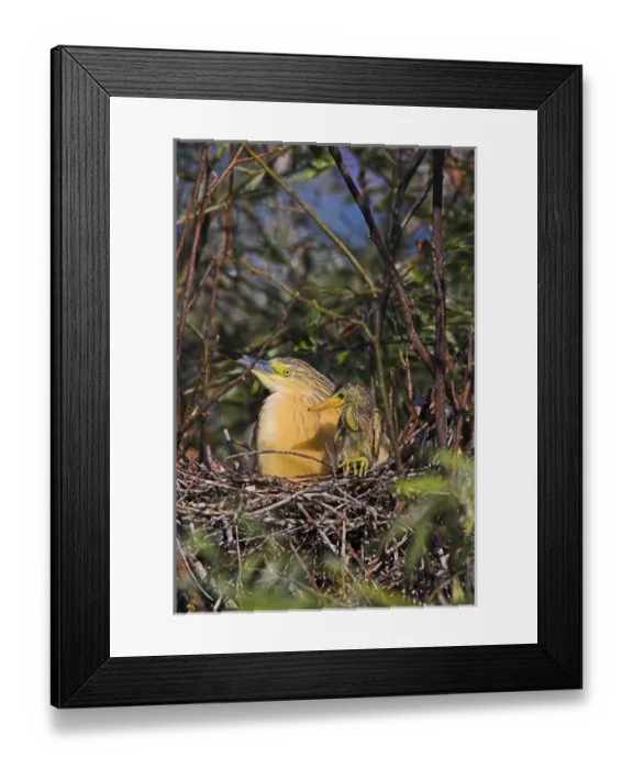 Framed Print : Squacco Heron (Ardeola ralloides) in the Danube Deltanest with parents and chicks Framed Print : Squacco Heron (Ardeola ralloides) in the Danube Deltanest with parents and chicks