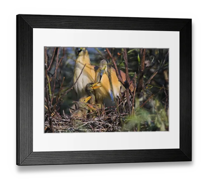Framed Print : Squacco Heron (Ardeola ralloides) in the Danube Deltanest with parents and chicks Framed Print : Squacco Heron (Ardeola ralloides) in the Danube Deltanest with parents and chicks