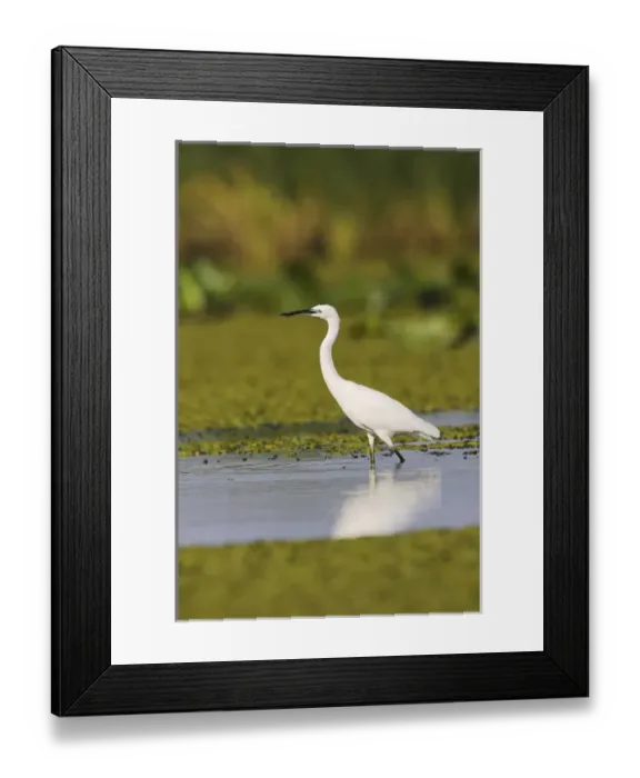 Framed Print : Little Egret (Egretta garzetta) in the Danube Delta Europe, Eastern Europe, Romania Framed Print : Little Egret (Egretta garzetta) in the Danube Delta Europe, Eastern Europe, Romania