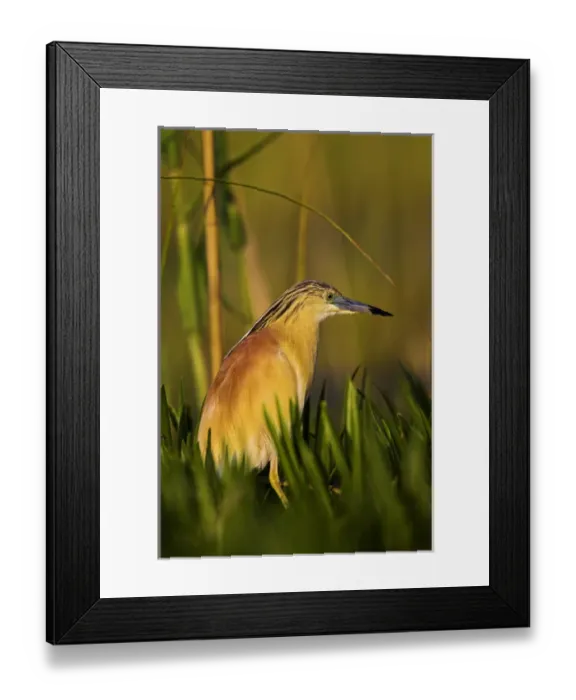 Framed Print : Squacco Heron (Ardeola ralloides) in the Danube Delta Europe, Eastern Europe, Romania Framed Print : Squacco Heron (Ardeola ralloides) in the Danube Delta Europe, Eastern Europe, Romania