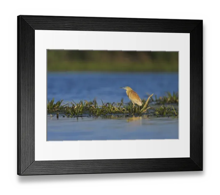 Framed Print : Squacco Heron (Ardeola ralloides) in the Danube Delta Europe, Eastern Europe, Romania