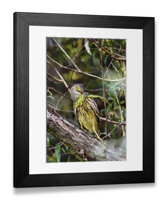 Framed Print : Black-crowned Night Heron (Nycticorax nycticorax) in the Danube Delta, a UNESCO world heritage Framed Print : Black-crowned Night Heron (Nycticorax nycticorax) in the Danube Delta, a UNESCO world heritage