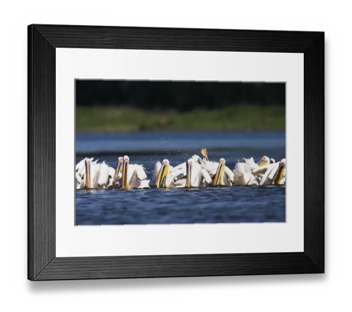 Framed Print : Great White Pelican (Pelecanus onocrotalus) in the Danube Delta Framed Print : Great White Pelican (Pelecanus onocrotalus) in the Danube Delta