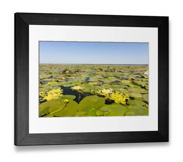 Framed Print : Lake in the Danube Delta, romania. Big willows, alder and ash trees from a riparian Framed Print : Lake in the Danube Delta, romania. Big willows, alder and ash trees from a riparian