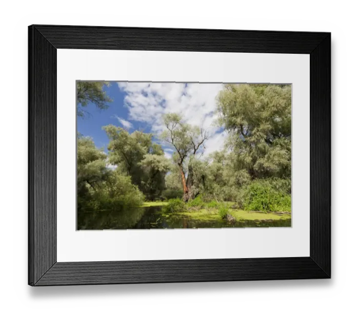 Framed Print : Channels in the Danube Delta, romania. Big willows, alder and ash trees from a riparian Framed Print : Channels in the Danube Delta, romania. Big willows, alder and ash trees from a riparian