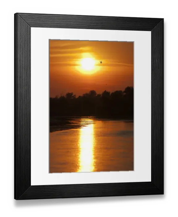 Framed Print : Channels and lakes during sunset in the Danube Delta, romania. Big willows, alder Framed Print : Channels and lakes during sunset in the Danube Delta, romania. Big willows, alder
