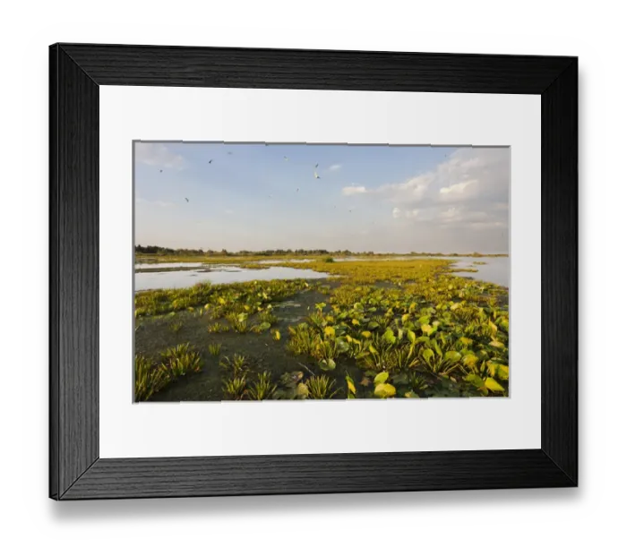 Framed Print : Lake in the Danube Delta, romania. Big willows, alder and ash trees from a riparian