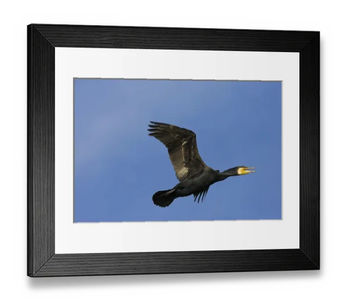 Framed Print : Eurasian Cormorant (phalacrocorax carbo) in the Danube Delta, in flight Europe, Eastern Europe Framed Print : Eurasian Cormorant (phalacrocorax carbo) in the Danube Delta, in flight Europe, Eastern Europe