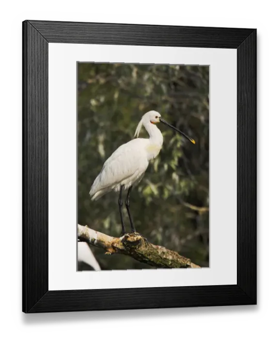 Framed Print : Eurasian spoonbill or common spoonbill (Platalea leucorodia) in the wetlands of the Danube Delta Framed Print : Eurasian spoonbill or common spoonbill (Platalea leucorodia) in the wetlands of the Danube Delta