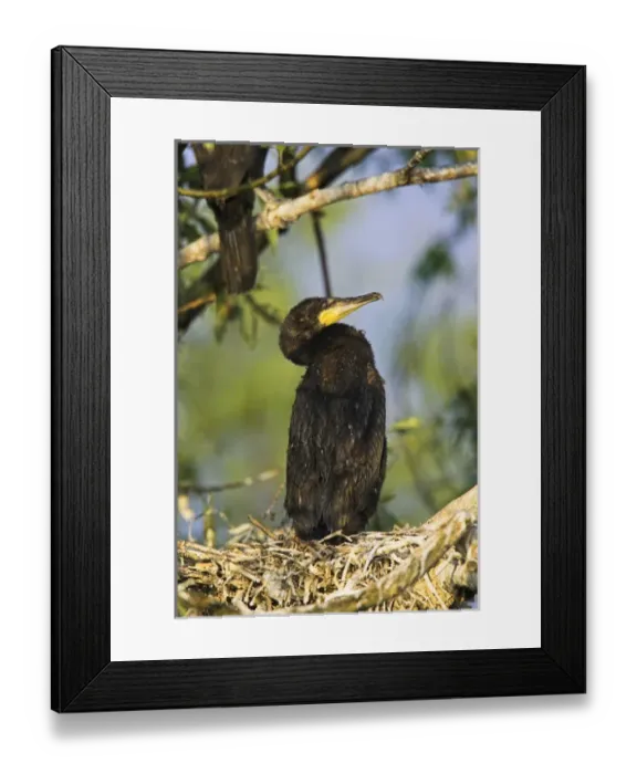 Framed Print : Eurasian Cormorant (phalacrocorax carbo) in the Danube Delta on nest. Europe, Eastern Europe