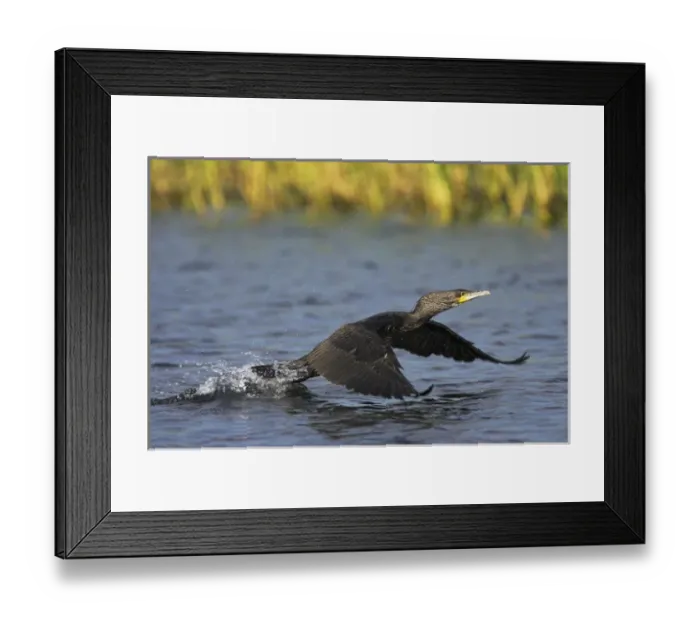 Framed Print : Eurasian Cormorant (phalacrocorax carbo) in the Danube Delta, starting out of the water Framed Print : Eurasian Cormorant (phalacrocorax carbo) in the Danube Delta, starting out of the water