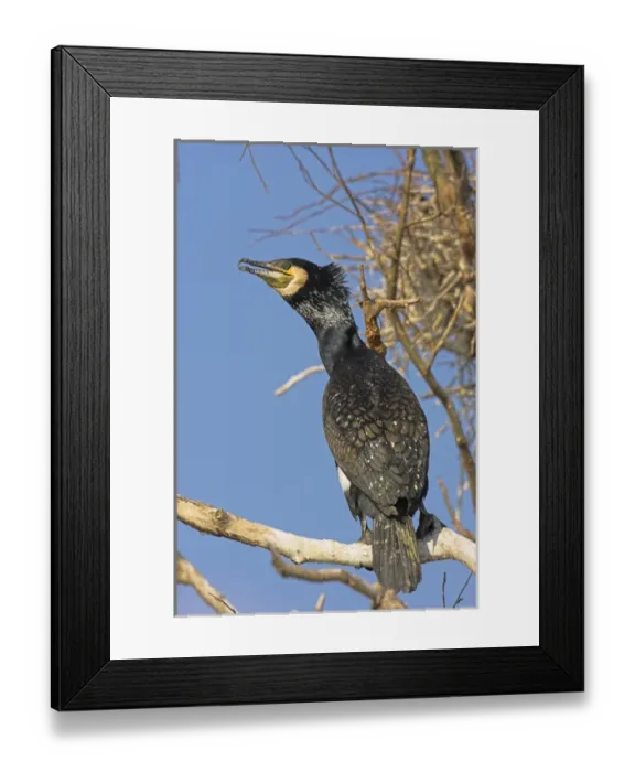 Framed Print : Eurasian Cormorant (phalacrocorax carbo) in the Danube Delta Europe, Eastern Europe