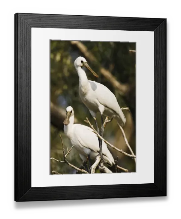 Framed Print : Eurasian spoonbill or common spoonbill (Platalea leucorodia) in the wetlands of the Danube Delta Framed Print : Eurasian spoonbill or common spoonbill (Platalea leucorodia) in the wetlands of the Danube Delta