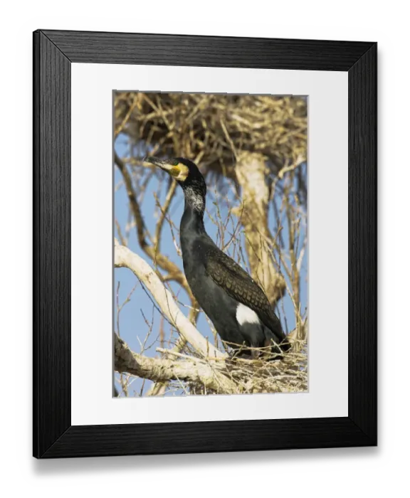 Framed Print : Eurasian Cormorant (phalacrocorax carbo) in the Danube Delta, adult on nest in spring Framed Print : Eurasian Cormorant (phalacrocorax carbo) in the Danube Delta, adult on nest in spring