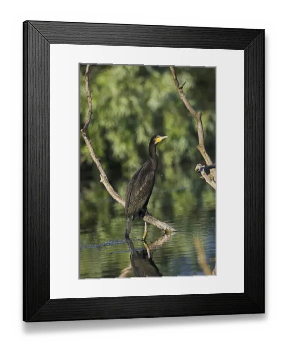 Framed Print : Eurasian Cormorant (phalacrocorax carbo) in the Danube Delta Europe, Eastern Europe