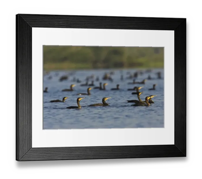 Framed Print : Eurasian Cormorant (phalacrocorax carbo) in the Danube Delta, many fishing in lake