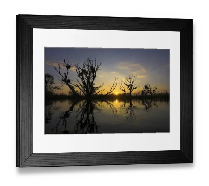 Framed Print : Eurasian Cormorant (phalacrocorax carbo) in the Danube Delta Europe, Eastern Europe