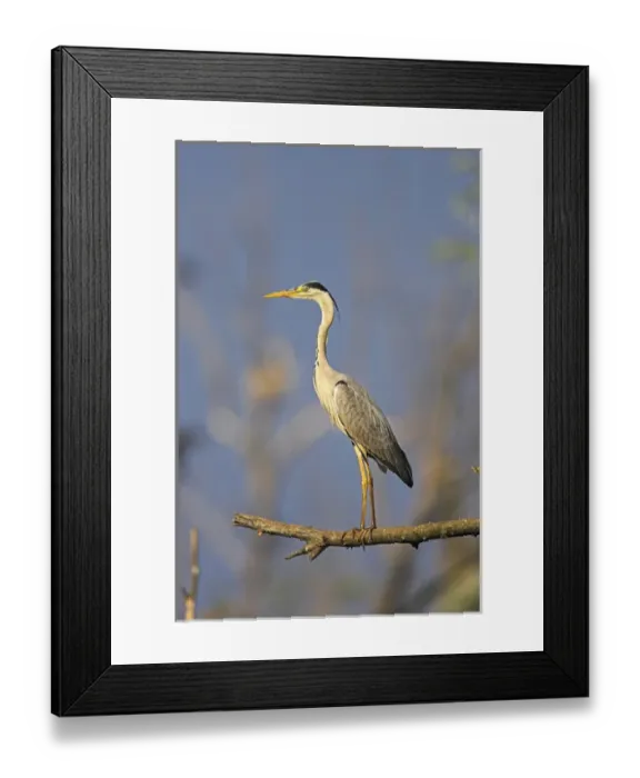 Framed Print : Grey Heron (Ardea cinera) in the Danube Delta, standing on willow tree in colony