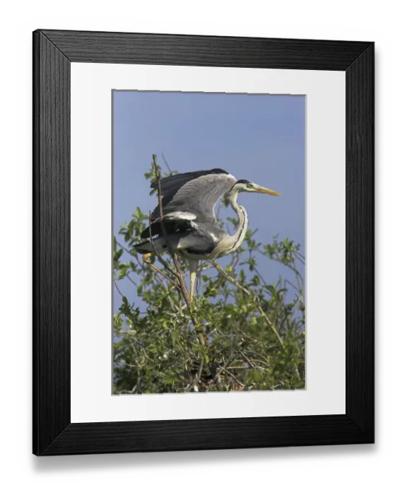 Framed Print : Grey Heron (Ardea cinera) in the Danube Delta, standing on willow tree in colony