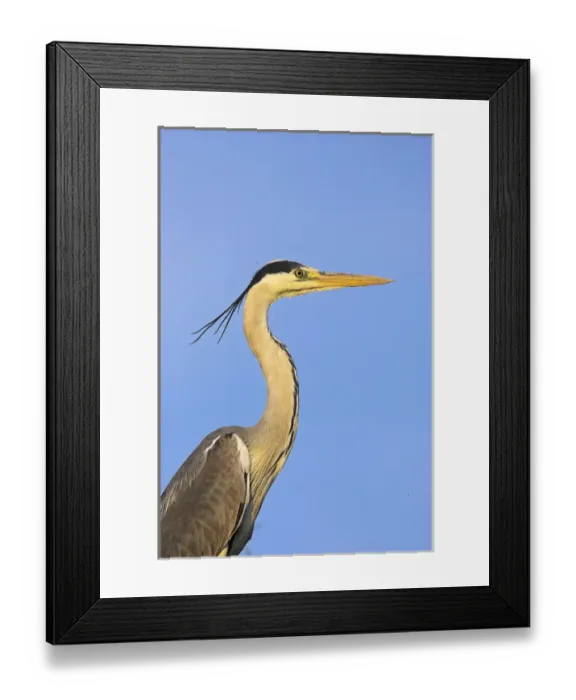 Framed Print : Grey Heron (Ardea cinera) in the Danube Delta, portait Europe, Eastern Europe, Romania Framed Print : Grey Heron (Ardea cinera) in the Danube Delta, portait Europe, Eastern Europe, Romania