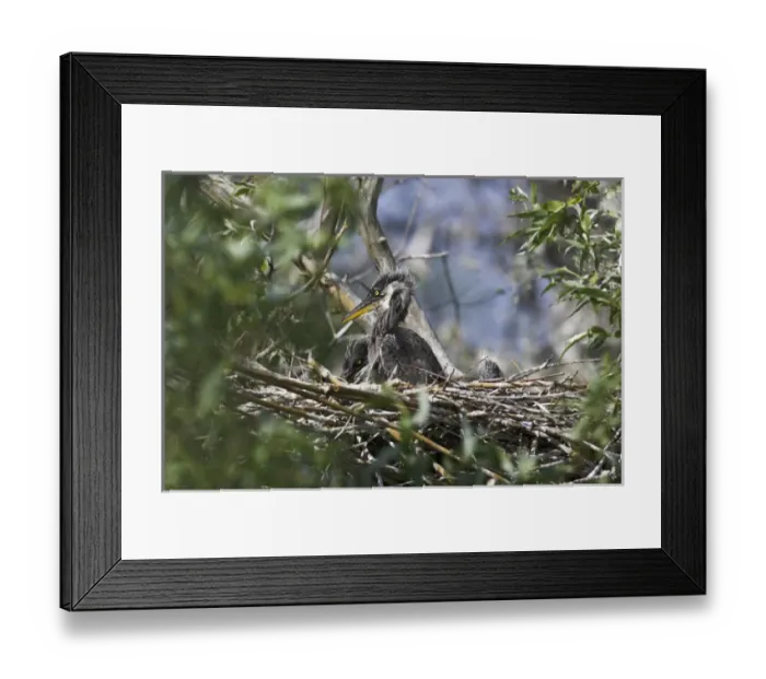 Framed Print : Grey Heron (Ardea cinera) in the Danube Delta, chick in nest Europe, Eastern Europe Framed Print : Grey Heron (Ardea cinera) in the Danube Delta, chick in nest Europe, Eastern Europe