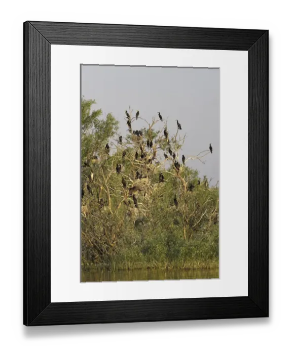 Framed Print : Eurasian Cormorant (phalacrocorax carbo) in the Danube Delta, colony Europe, Eastern Europe Framed Print : Eurasian Cormorant (phalacrocorax carbo) in the Danube Delta, colony Europe, Eastern Europe