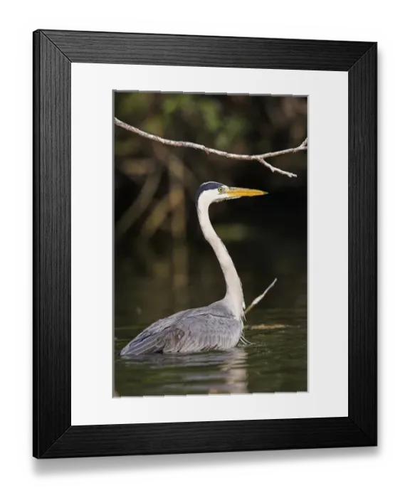 Framed Print : Grey Heron (Ardea cinera) in the Danube Delta, half submerged standing in water Framed Print : Grey Heron (Ardea cinera) in the Danube Delta, half submerged standing in water