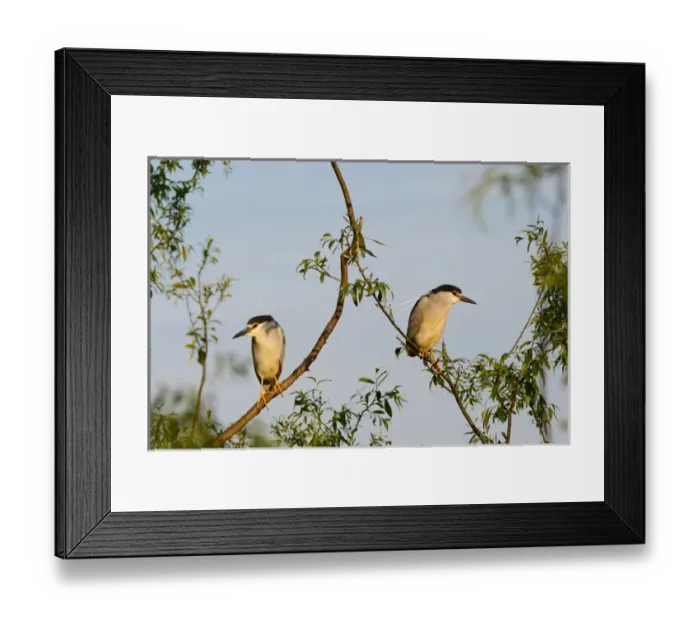 Framed Print : Black-crowned Night Heron (Nycticorax nycticorax) in the Danube Delta, a UNESCO world heritage Framed Print : Black-crowned Night Heron (Nycticorax nycticorax) in the Danube Delta, a UNESCO world heritage