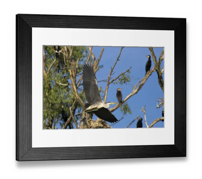 Framed Print : Grey Heron (Ardea cinera) in the Danube Delta, in flight between trees in colony with cormorant Framed Print : Grey Heron (Ardea cinera) in the Danube Delta, in flight between trees in colony with cormorant
