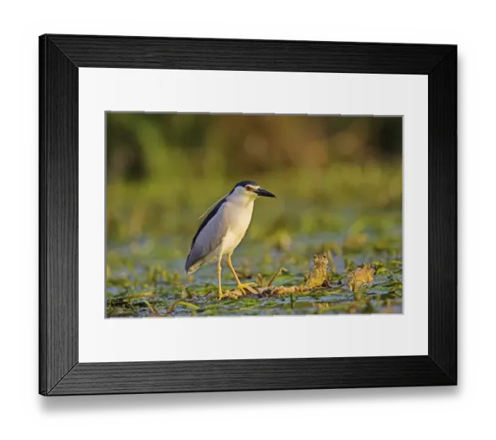 Framed Print : Black-crowned Night Heron (Nycticorax nycticorax) in the Danube Delta, a UNESCO world heritage Framed Print : Black-crowned Night Heron (Nycticorax nycticorax) in the Danube Delta, a UNESCO world heritage