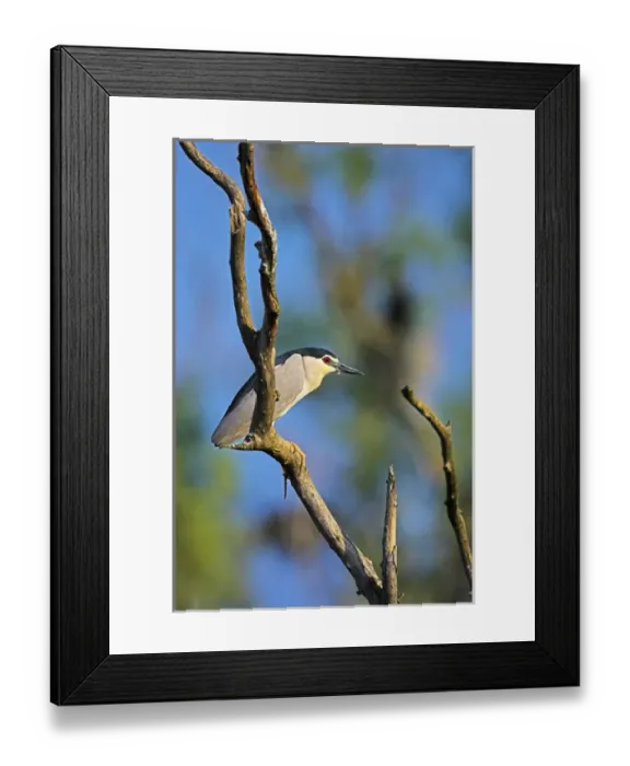 Framed Print : Black-crowned Night Heron (Nycticorax nycticorax) in the Danube Delta, a UNESCO world heritage Framed Print : Black-crowned Night Heron (Nycticorax nycticorax) in the Danube Delta, a UNESCO world heritage
