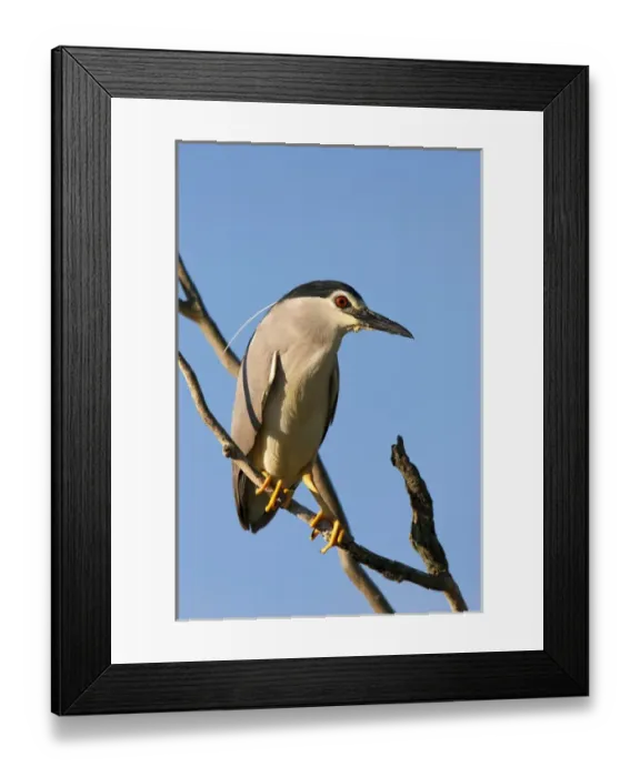 Framed Print : Black-crowned Night Heron (Nycticorax nycticorax) in the Danube Delta, a UNESCO world heritage Framed Print : Black-crowned Night Heron (Nycticorax nycticorax) in the Danube Delta, a UNESCO world heritage