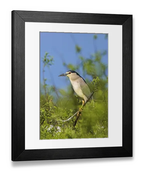 Framed Print : Black-crowned Night Heron (Nycticorax nycticorax) in the Danube Delta, a UNESCO world heritage