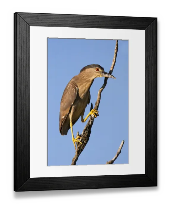 Framed Print : Black-crowned Night Heron (Nycticorax nycticorax) in the Danube Delta, a UNESCO world heritage