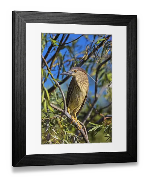 Framed Print : Black-crowned Night Heron (Nycticorax nycticorax) in the Danube Delta, a UNESCO world heritage Framed Print : Black-crowned Night Heron (Nycticorax nycticorax) in the Danube Delta, a UNESCO world heritage